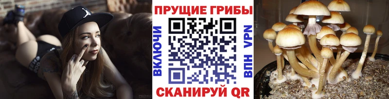 Псилоцибиновые грибы GOLDEN TEACHER  Тимашёвск 